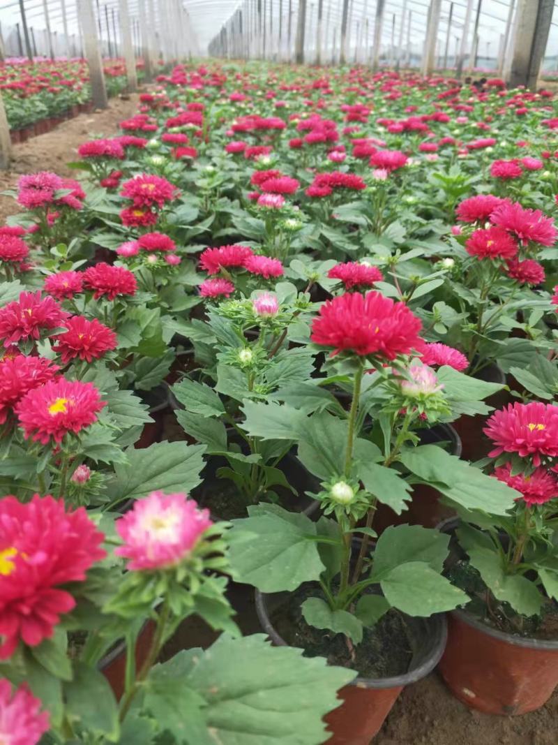 翠菊格桑花青州翠菊颜色全规格全基地现货欢迎咨询