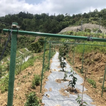 玻璃纤维杆、柱,百香果支架,代替水泥立柱,竹片等