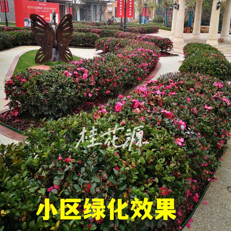 茶梅茶梅苗庭院别墅绿化茶梅球自产自销批发价