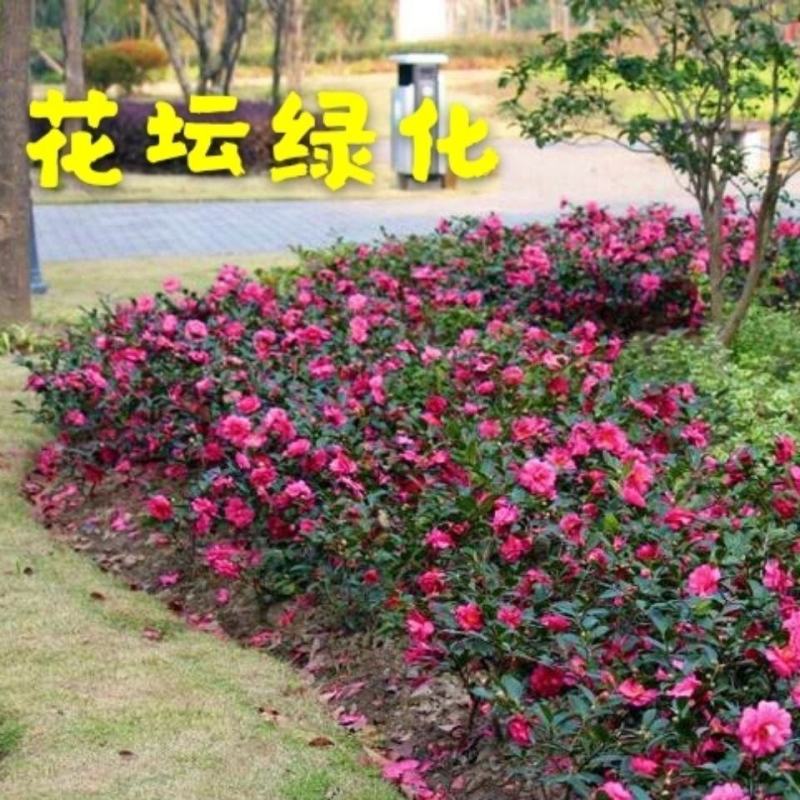 茶梅茶梅苗庭院别墅绿化茶梅球自产自销批发价
