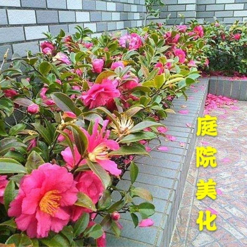 茶梅茶梅苗庭院别墅绿化茶梅球自产自销批发价
