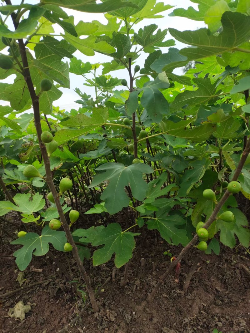 波姬红无花果树苗(可零售)当天发货，时效保证，品质保证