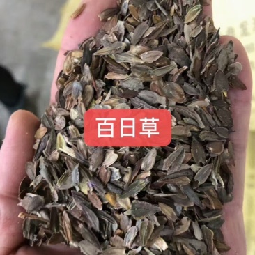 百日草花种子，花卉种子景观花海百日菊花籽