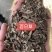 百日草花种子，花卉种子景观花海百日菊花籽
