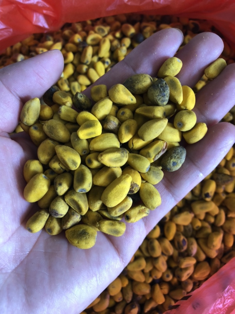 澳洲火焰木种子火焰木树种子槭叶酒瓶树
