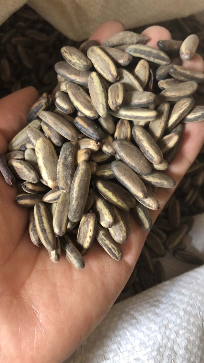 凤凰木种子凤凰花树种子火树种子凤凰木