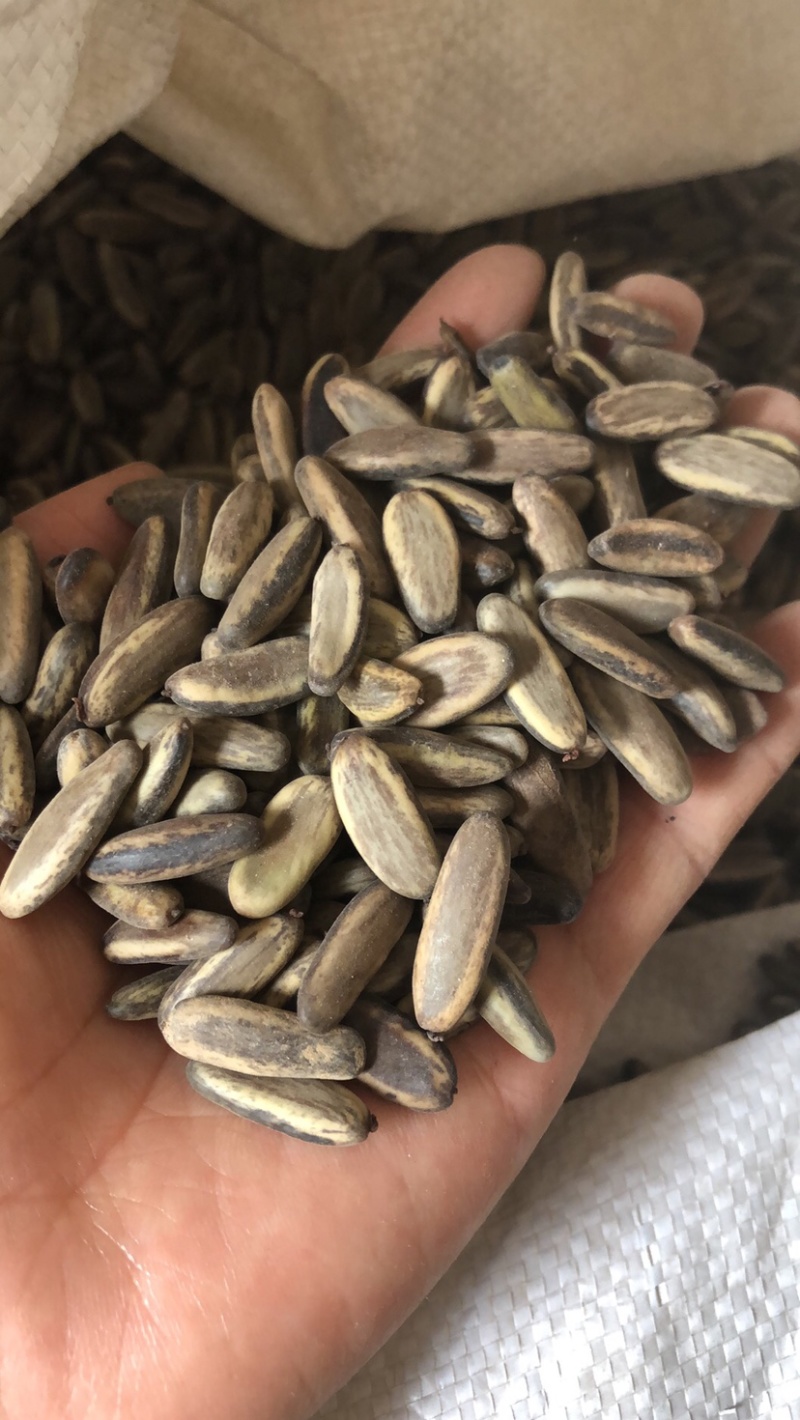 凤凰木种子凤凰花树种子火树种子凤凰木