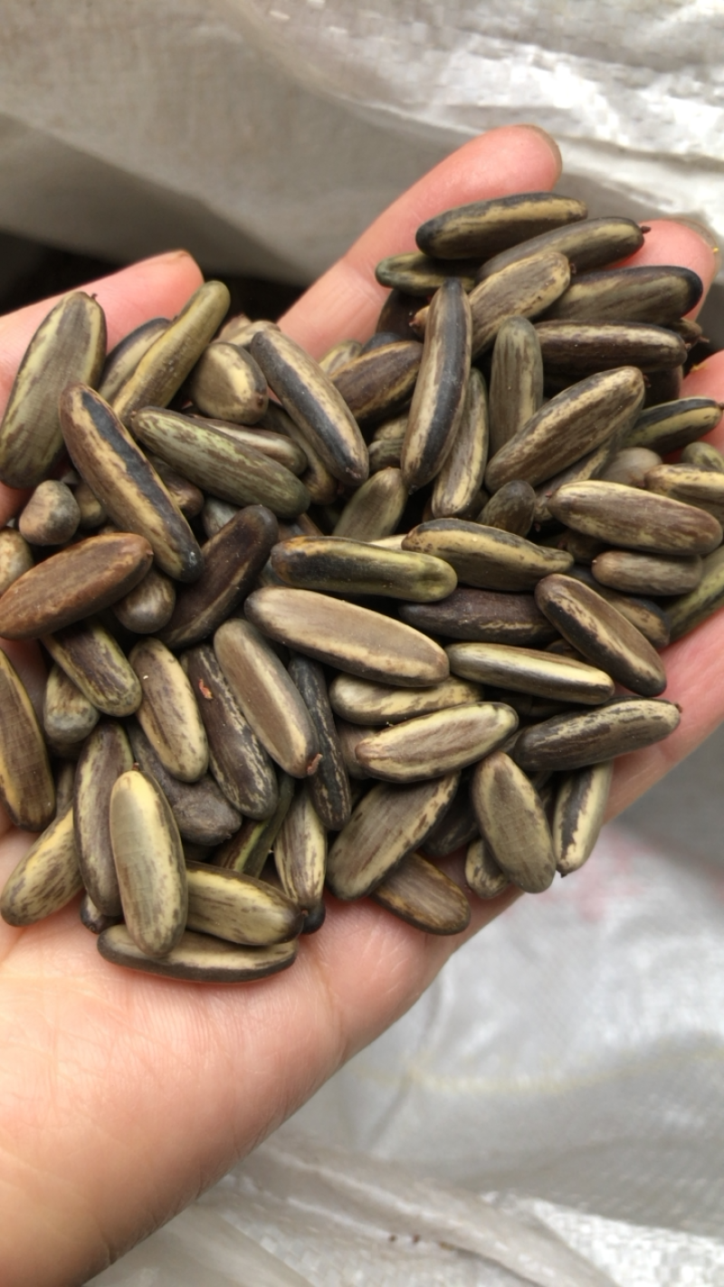 凤凰木种子凤凰花树种子火树种子凤凰木