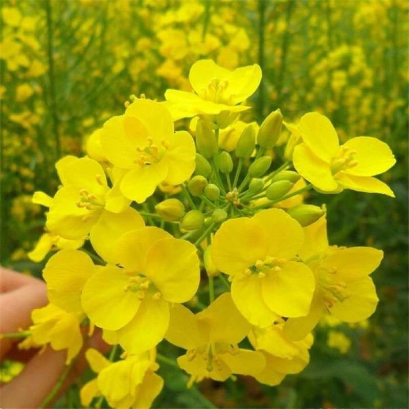 观赏油菜花种子油菜籽道路景观花海四季种植可榨油种子蜜源