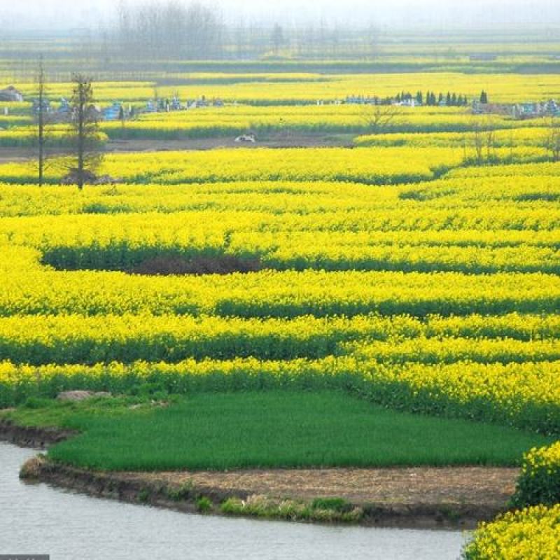 观赏油菜花种子油菜籽道路景观花海四季种植可榨油种子蜜源