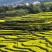 观赏油菜花种子油菜籽道路景观花海四季种植可榨油种子蜜源