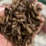 枫杨种子，枫杨树种子，大量批发，量大价优