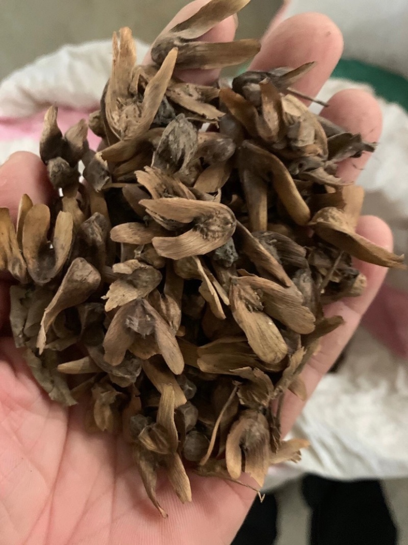 枫杨种子，枫杨树种子，大量批发，量大价优