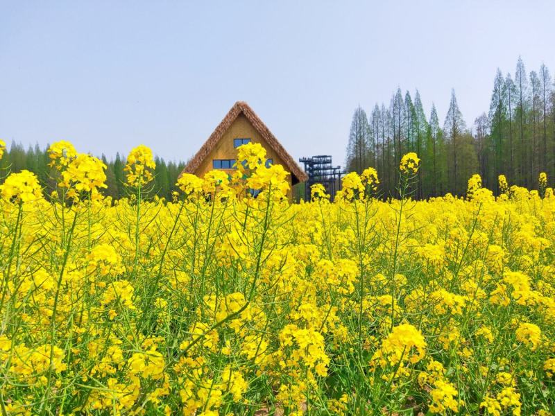 观赏油菜花种子油菜籽道路景观花海四季种植可榨油种子蜜源