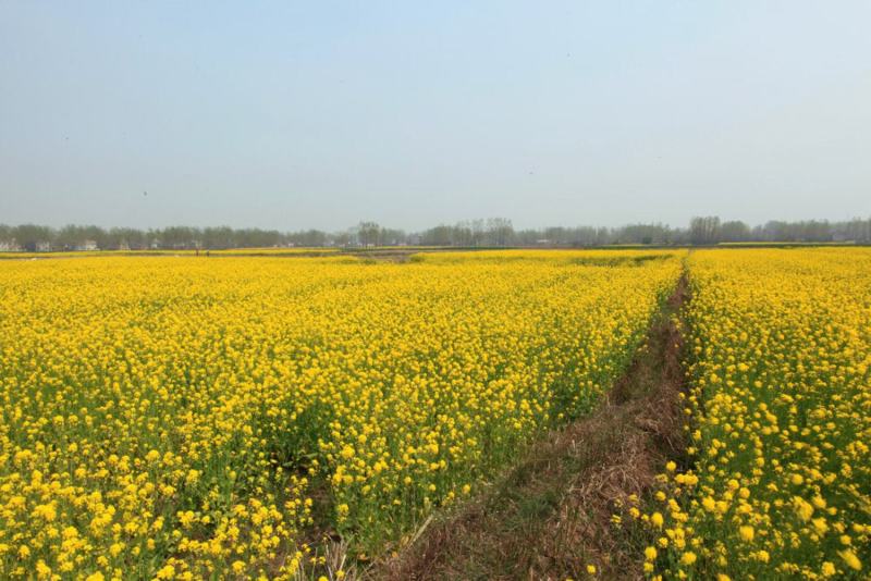 观赏油菜花种子油菜籽道路景观花海四季种植可榨油种子蜜源