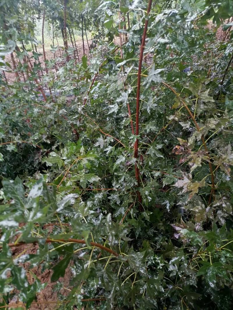 各种规格元宝枫种苗