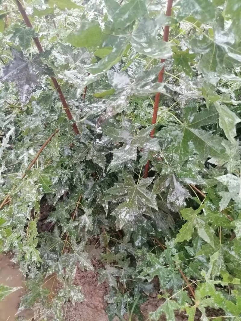 各种规格元宝枫种苗