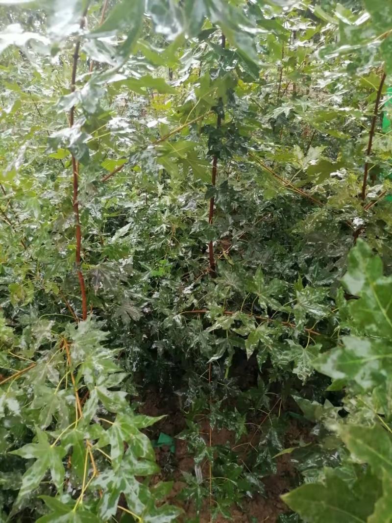 各种规格元宝枫种苗