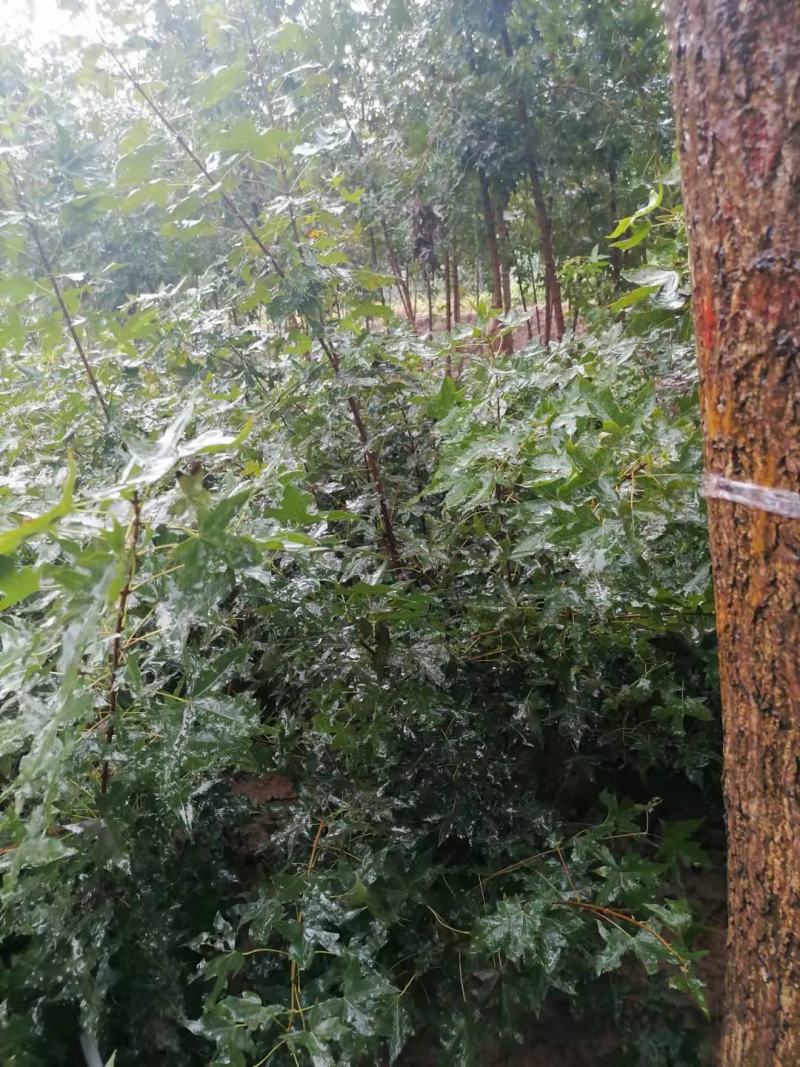 各种规格元宝枫种苗