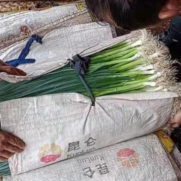 海蒜，白蒜，蒜苗，