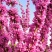 紫荆花苗【紫荆花又叫满条红，春季开放，非常漂亮】