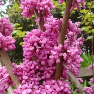 紫荆花苗【紫荆花又叫满条红，春季开放，非常漂亮】