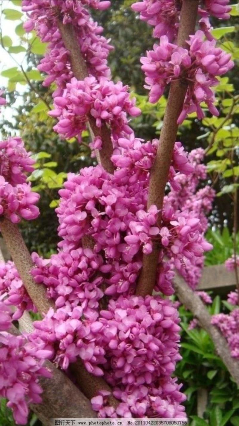 紫荆花苗【紫荆花又叫满条红，春季开放，非常漂亮】