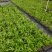 散尾葵大型室内绿植花卉插花叶材净化空气美观