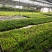散尾葵大型室内绿植花卉插花叶材净化空气美观