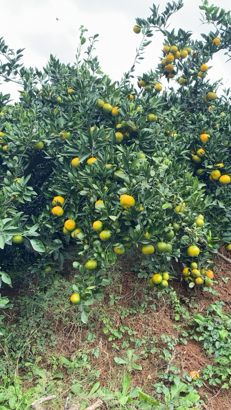 湖北十堰本地蜜橘皮薄口感甜美按规格配货