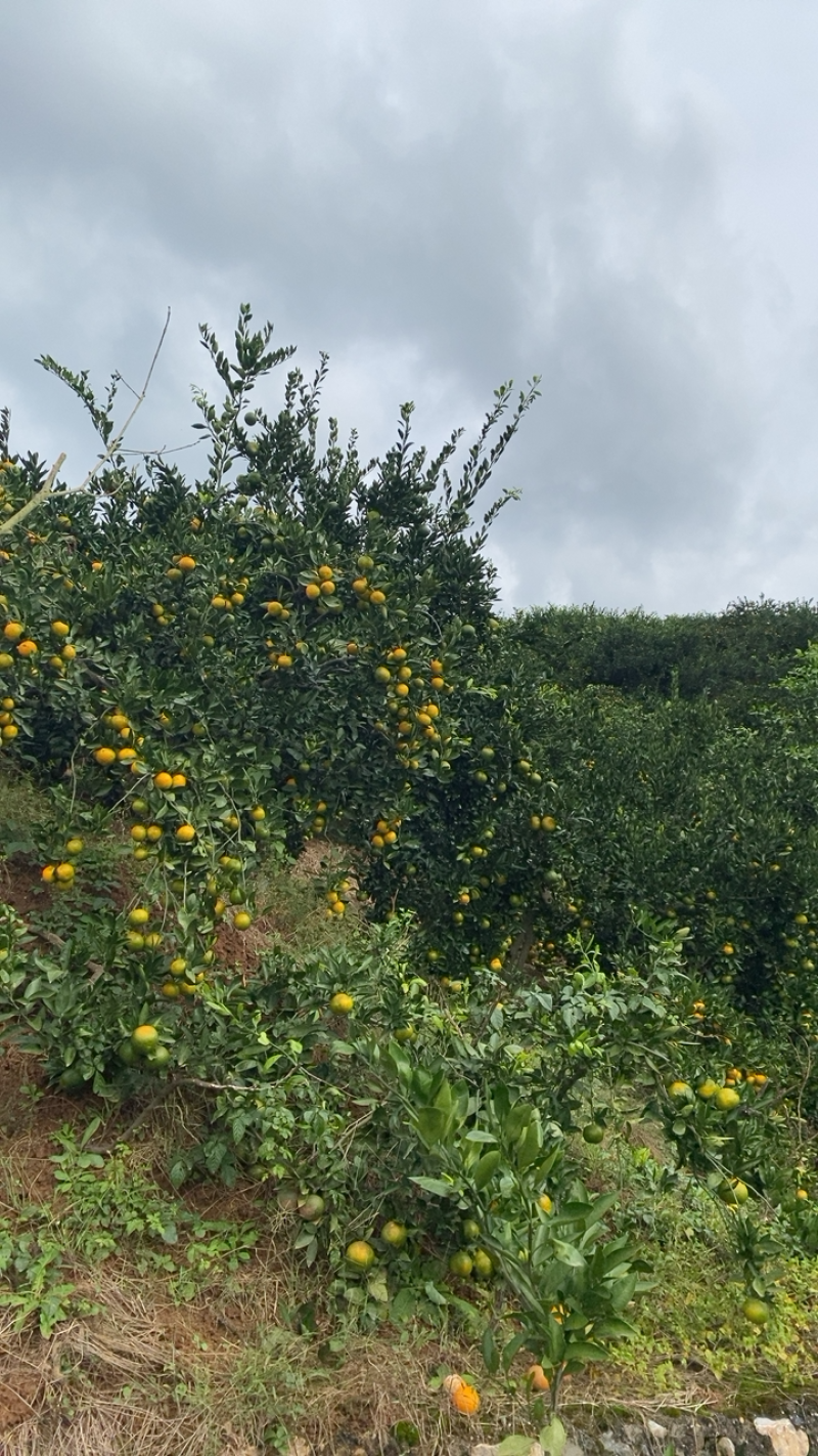 湖北十堰本地蜜橘皮薄口感甜美按规格配货