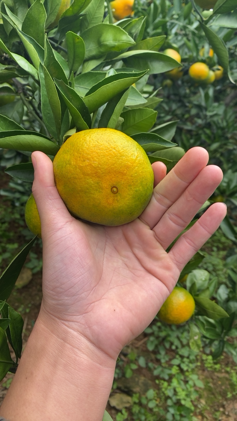 湖北十堰本地蜜橘皮薄口感甜美按规格配货