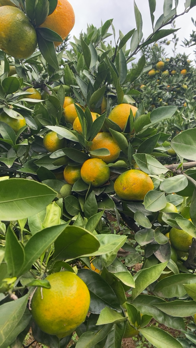 湖北十堰本地蜜橘皮薄口感甜美按规格配货