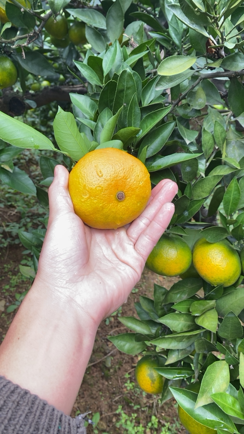 湖北十堰本地蜜橘皮薄口感甜美按规格配货