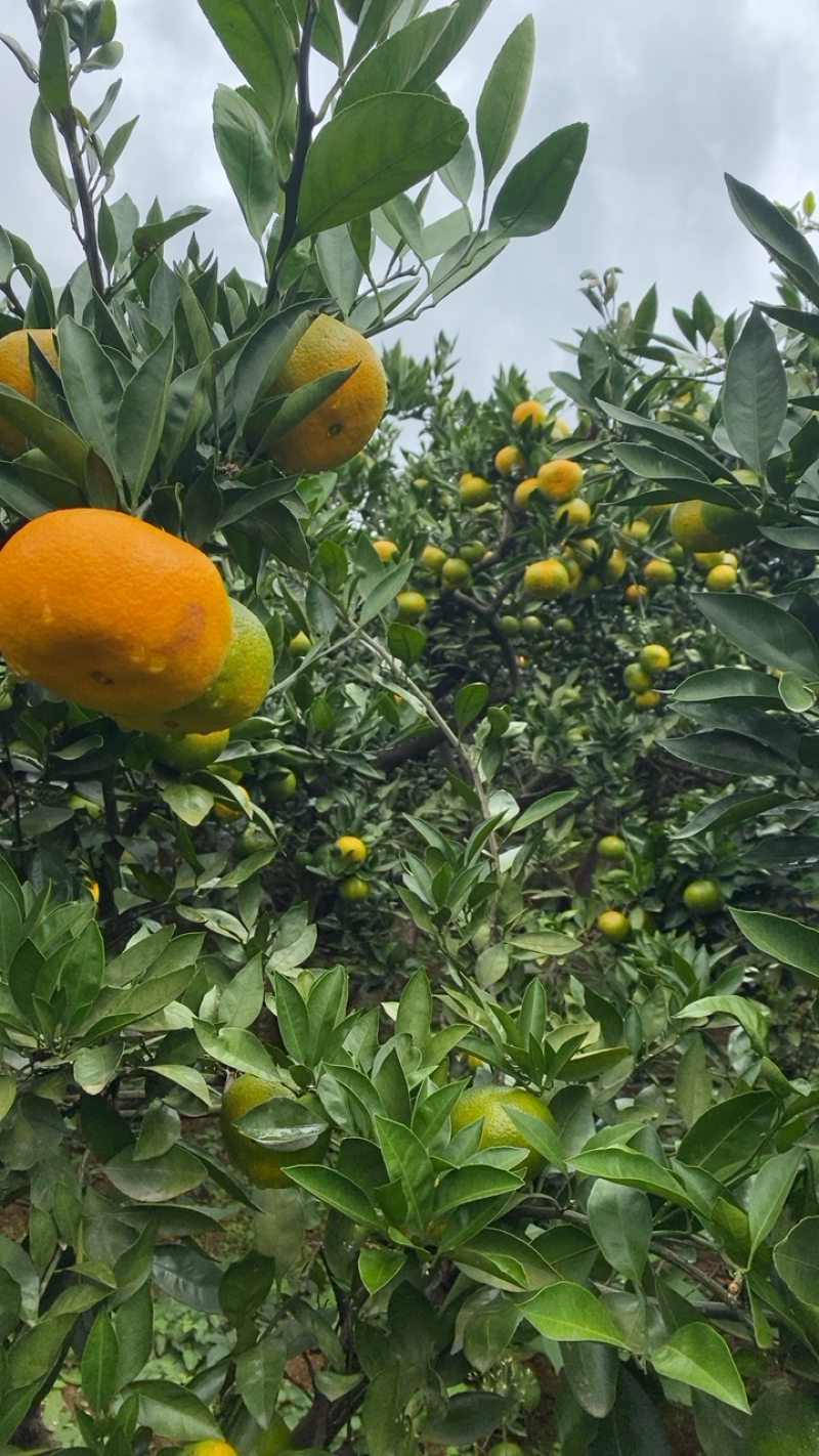 湖北十堰本地蜜橘皮薄口感甜美按规格配货