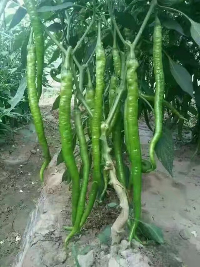 线椒苗黑线椒苗绿皮线椒苗黄线椒苗线辣椒苗杭椒苗