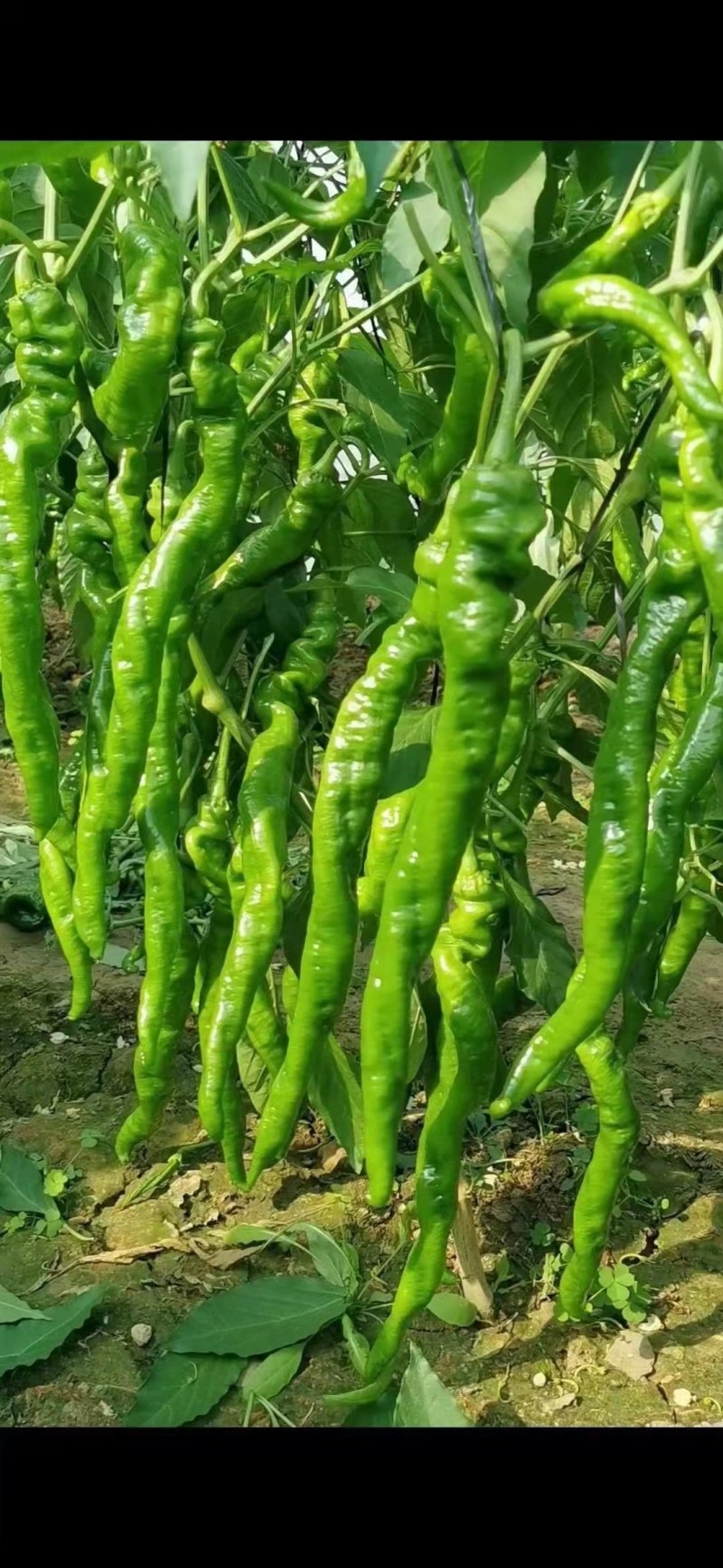 陇椒苗大果陇椒苗陇椒种苗厂华美105陇椒苗提前预定