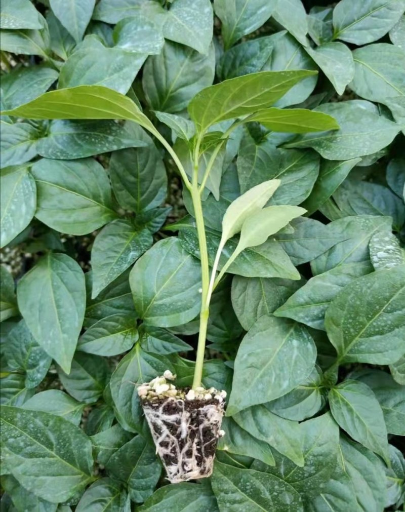陇椒苗大果陇椒苗陇椒种苗厂华美105陇椒苗提前预定