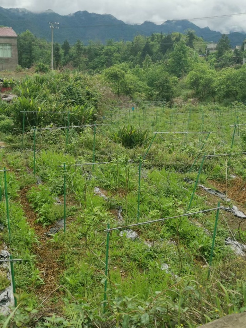 代替水泥立柱新型材料玻璃纤维杆百香果支架厂家直销