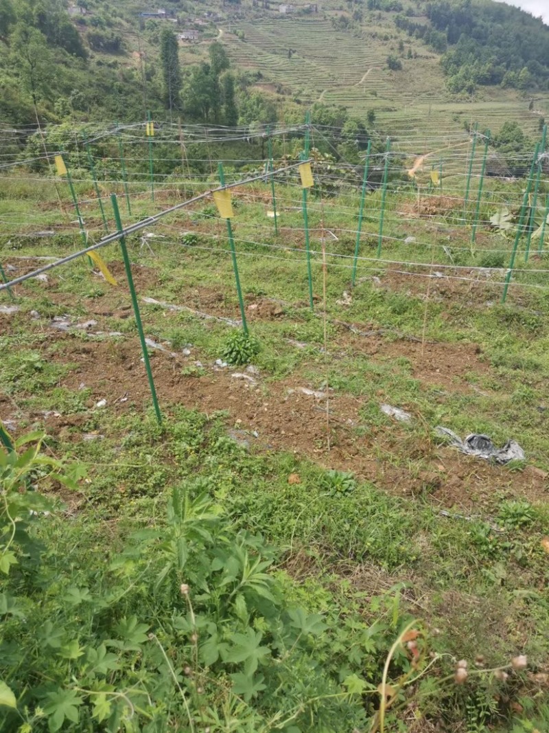 代替水泥立柱新型材料玻璃纤维杆百香果支架厂家直销