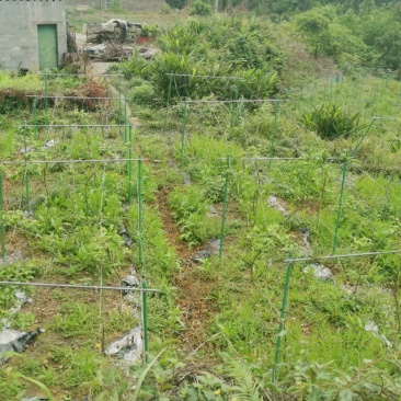 代替水泥立柱新型材料玻璃纤维杆百香果支架厂家直销