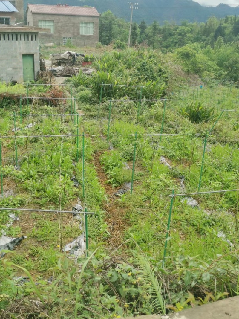 代替水泥立柱新型材料玻璃纤维杆百香果支架厂家直销