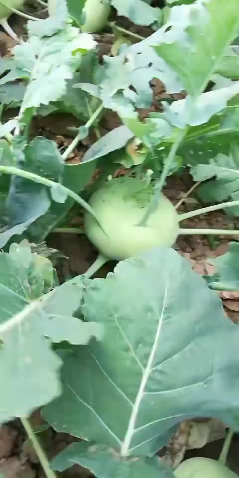 苤蓝质量形状好价格不高欢迎各位老板前来选购