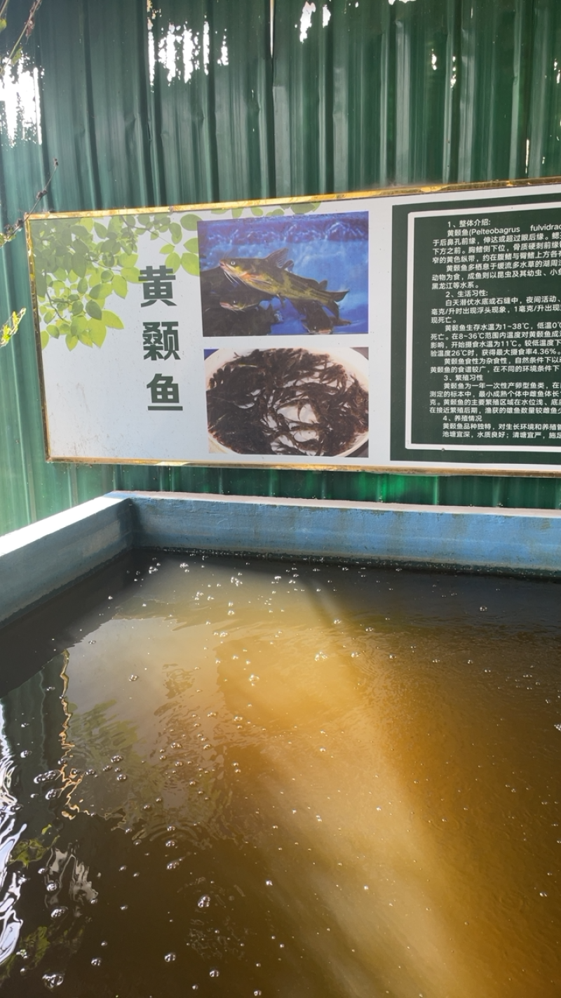 【爆款】长期供货黄骨鱼苗，不断货，可实地考察，量大优惠