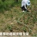 防逃网支撑杆吊笼支架玻璃纤维杆小拱棚支架温室二棚
