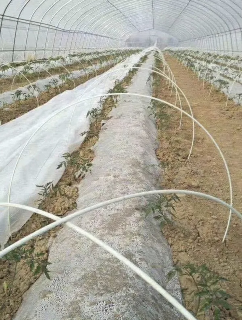 防逃网支撑杆吊笼支架玻璃纤维杆小拱棚支架温室二棚