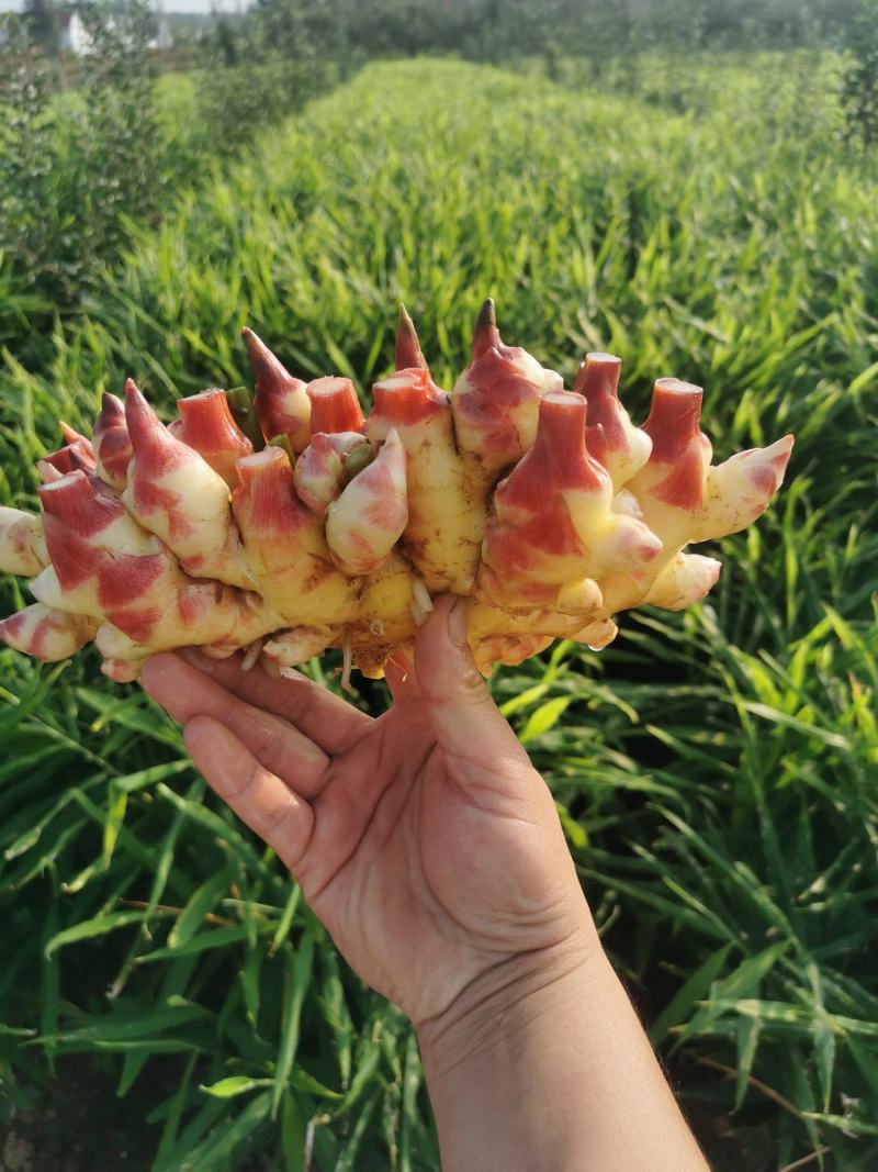山东优质小黄姜产地直销，货源充足，全国发货，保质保量
