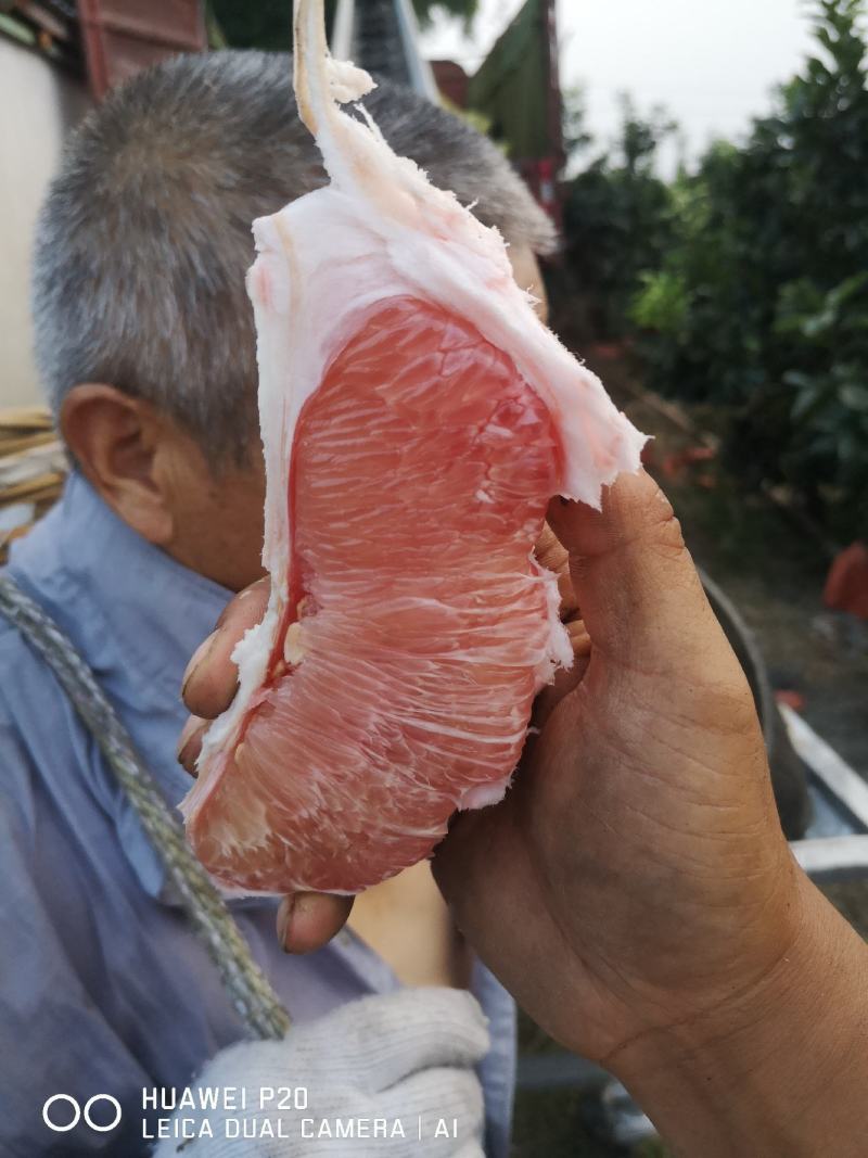 农场直销大量批发出售新鲜现摘优质精品套袋三红心柚