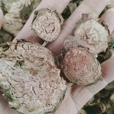 红景天，小花红景天片质量保证，经营各种中药材欢迎咨询购买