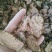 红景天，小花红景天片质量保证，经营各种中药材欢迎咨询购买